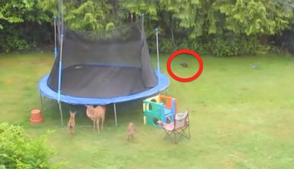 Quand une otarie se joint a une bande de cerfs !