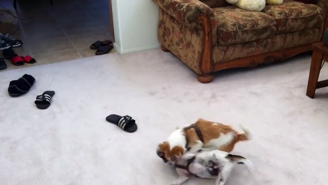 Jack Russell Terrier (JRT) vs. Rat Terrier Play Fighting