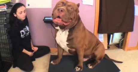 Hulk, le Plus gros Pitbull au monde !