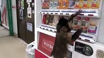 See how a monkey buys drink via vending machine