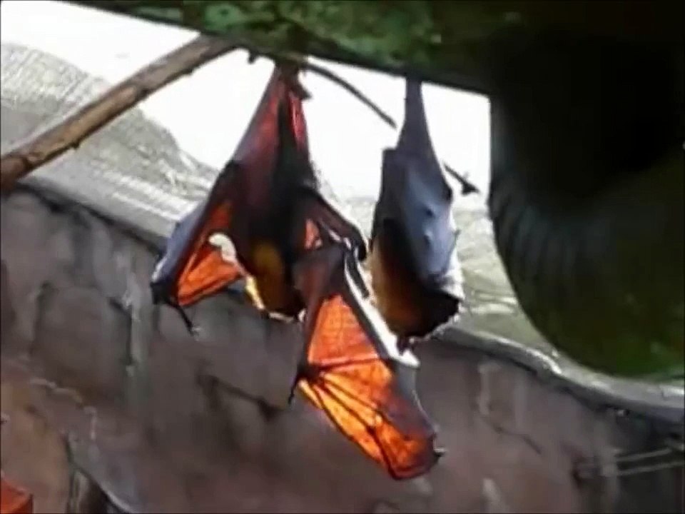 Large flying fox (Pteropus Vampyrus) Bat