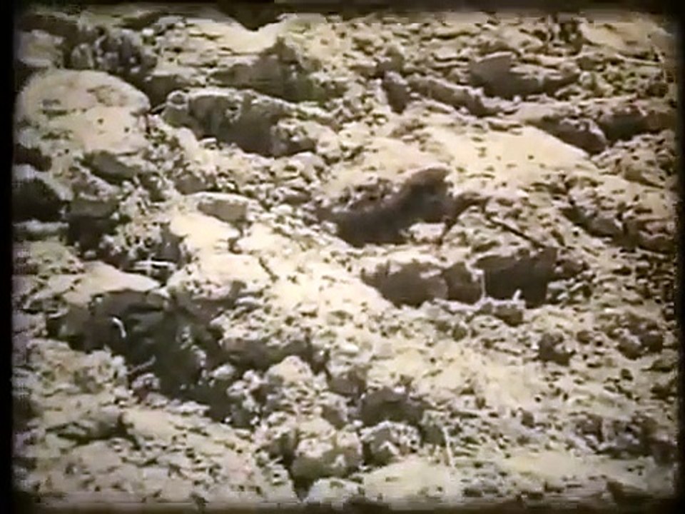 Traction animale et agriculture en Suisse en 1936