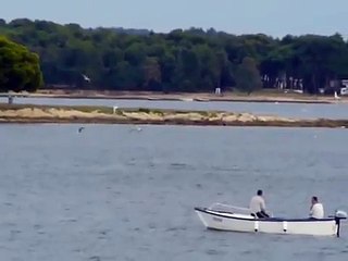 Dolfijnen bij de Camping Ulika - Kroatie - 2008 nr.2