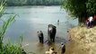 Elephants taking bath in periyar river