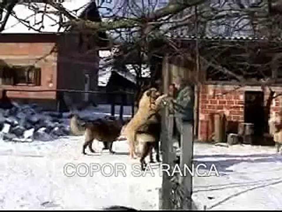 BIG DOGS from JOZO -Tel +491743552582  / Tel +385989920061 / www.SARPLANINAC-JOZO.com