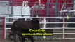 5th Injured Steer at the 2011 Cheyenne Frontier Days Rodeo