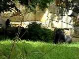 Gorilla Pranks Zoo Workers