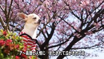 チワワのChihiro's Cherry Blossom