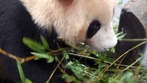 Cute Panda Eating Apple and Bamboo!