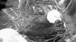 NCTC Bald Eagles Babys playing, feeding & nest exchange