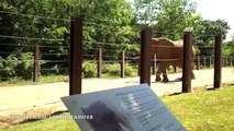 Feeding the Elephants - Kansas City Zoo
