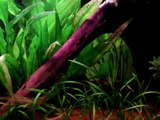Amazonian biotope aquarium - 10 months on, cockatoo cichlids, columbian redfin, assorted tetra