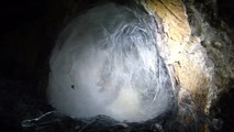 B. albopilosum legt Eier und baut Kokon (lays eggs and makes egg sac)