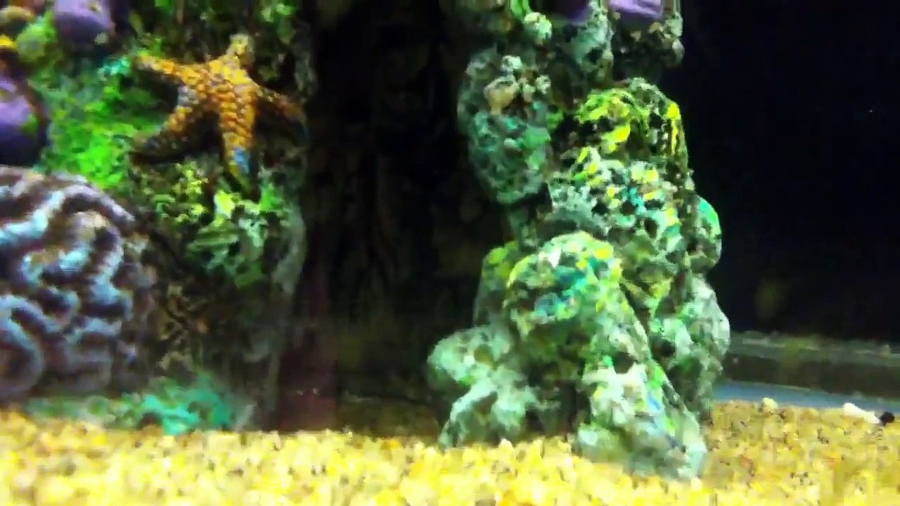 A deeper look at the fish room