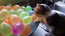 Funny Cats Eating  Cat videos Compilation  10  Funny cat videos 2015