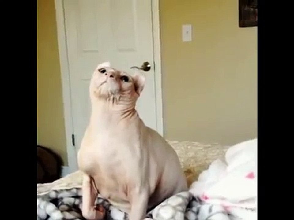 Playing with Sphynx Cat