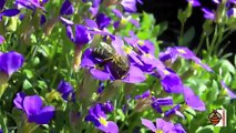 Hogyan készül a tavaszi vegyes virágméz? Virágport és nektárt gyűjtenek a méhek