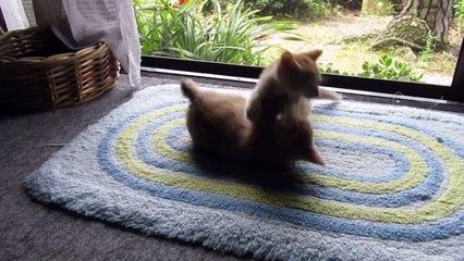 りりときなことさくら　　じゃれあってます。茶トラの子猫　kitten  babycat