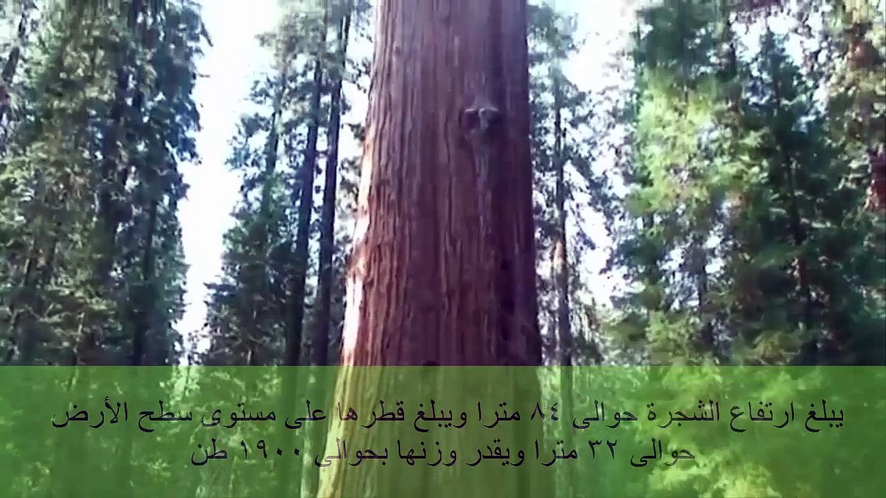 أقدم مخلوق حي على وجه الأرض