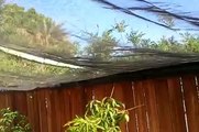 HOW TO PROTECT HASS AVOCADO, AND FUERTE AVOCADO TREES FROM SUNBURNING