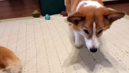 待ちきれずに変な声が出ちゃうコーギー