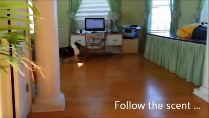 Incredible Hide And Seek - Funny Pranks Funny Dog - Funniest Video Funny Animals