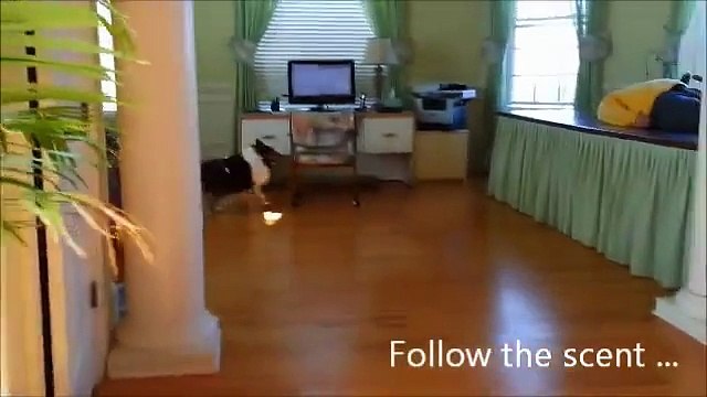 Incredible Hide And Seek - Funny Pranks Funny Dog - Funniest Video Funny Animals