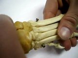 Osteologia Can. Esqueleto de la Mano-Carpo, Metacarpianos y huesos de los dedos