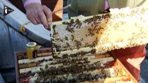 Paris fait le bonheur des abeilles