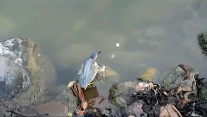 Bird using bread to catch fish