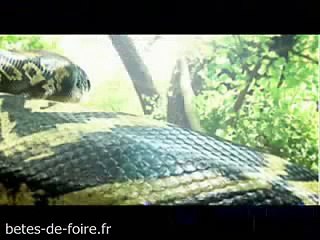 Compilation des plus gros serpents du monde - betes-de-foire.fr