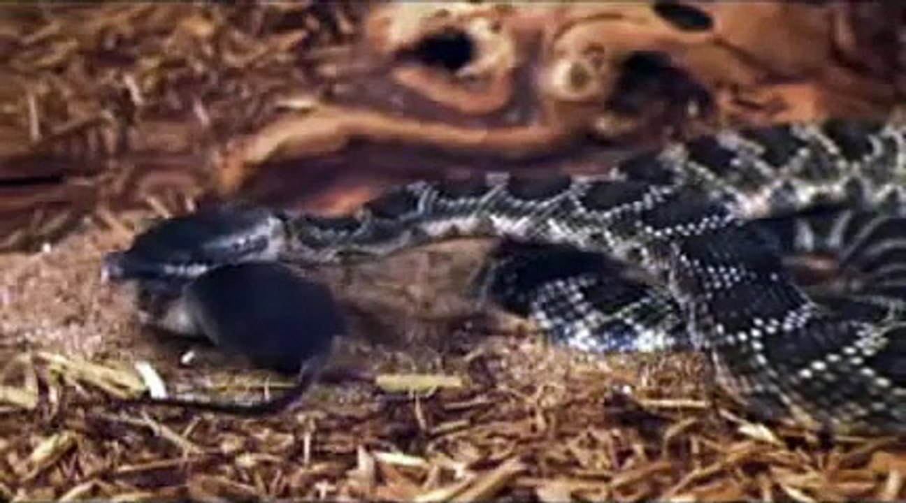 Mordidas Mortais   Serpente!!!