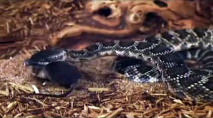 Mordidas Mortais   Serpente!!!