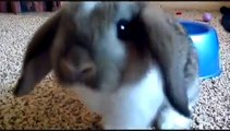 Little Dandy, Very Frisky Holland lop Bunny