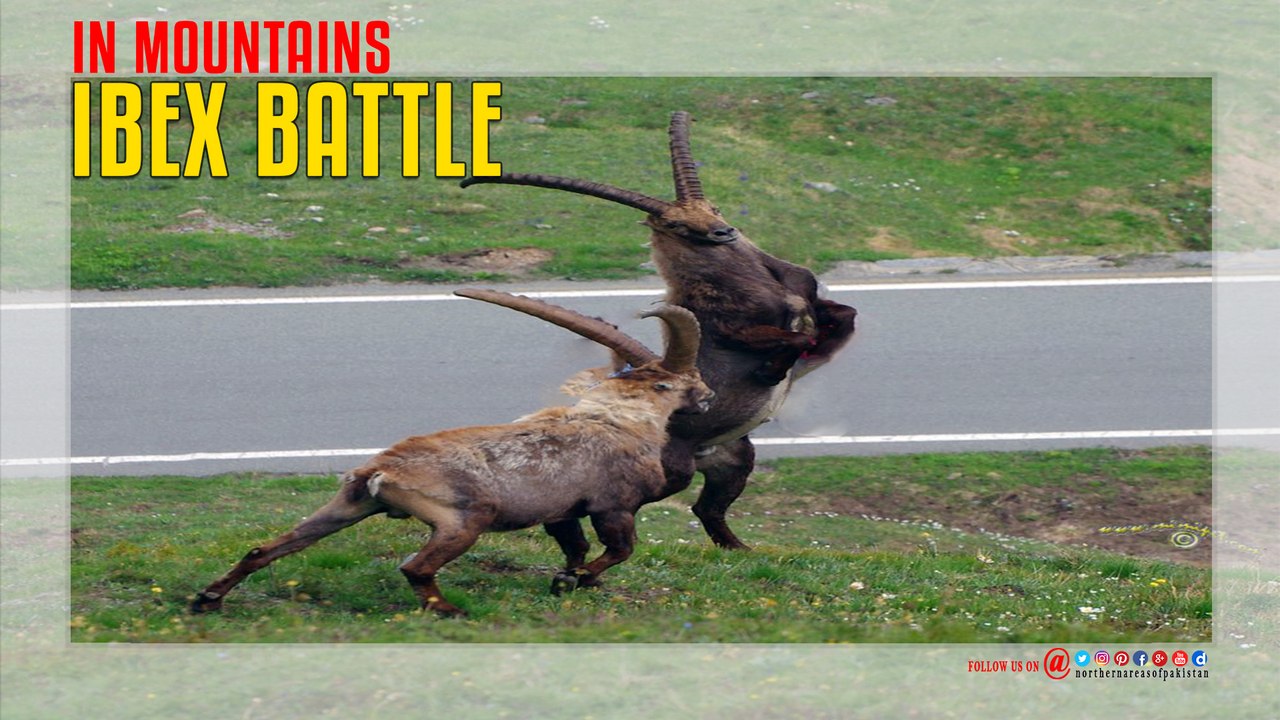 Ibex Battle In Mountains