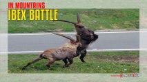 Ibex Battle In Mountains
