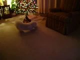 Amazing Dog Bichon Frise Opens Christmas Gift Must See Funny 9-minute long version & worth the wait