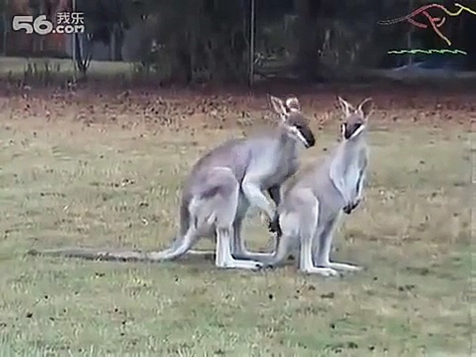 袋鼠交配