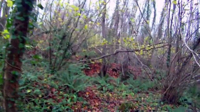 chasse à la bécasse dans le cotentin - Braque Français - calibre 28