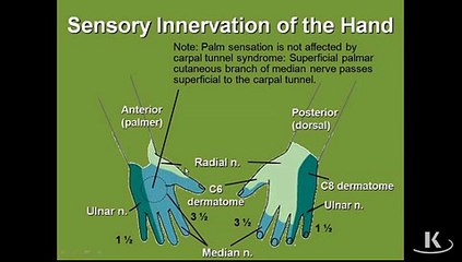 Gross Anatomy SensoryInnervation_mpeg4