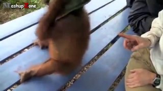 Funny Videos Monkey - A vui Monkeys Compilation 2015