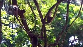 Monkey-Monkey in Angkor Tom-Funny MonKey-Monkey video-Little monkey.