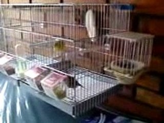 Pareja de Canario Timbrado Español  crías 11 día