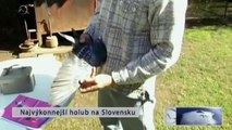 Najvýkonnejší holub na Slovensku