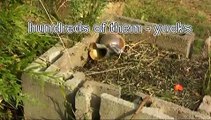 European Wasp infestation