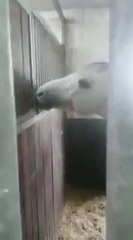 Konj hrani drugog konja