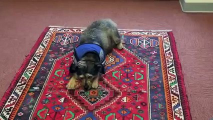 Funny & Fail Compilation Videos Best Fail Compilation June 2015