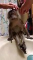 Cute Monkey Takes Bath