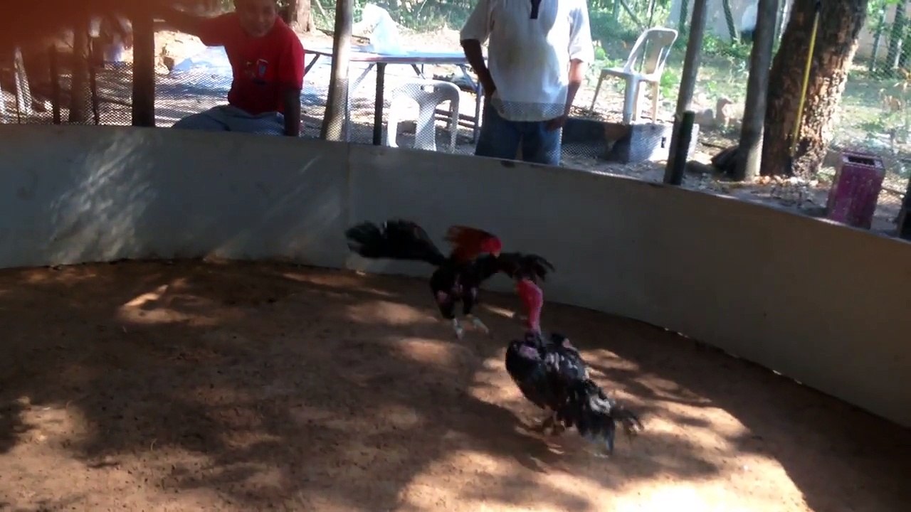 IMG 0587