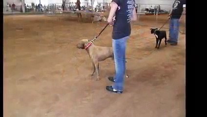 ADBA SHOW Norman Oklahoma 2011